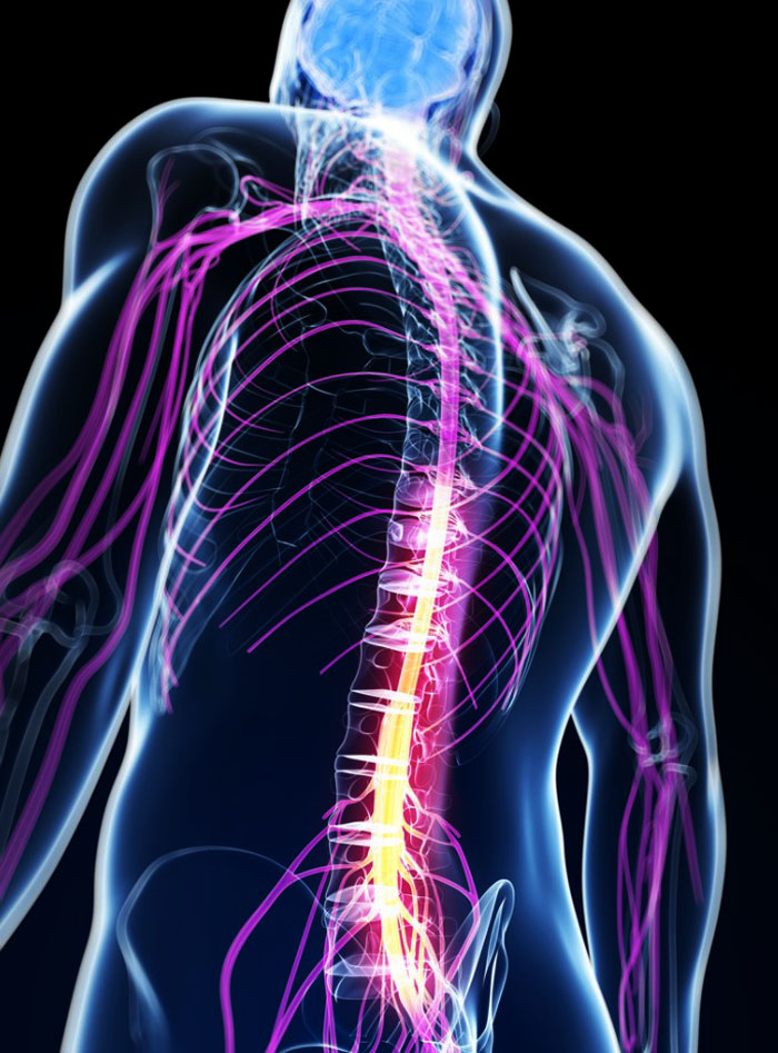 11860 Vista Del Sol, Ste. 128 Chiropractic Improves Circulation That Can Help Increase Productivity  