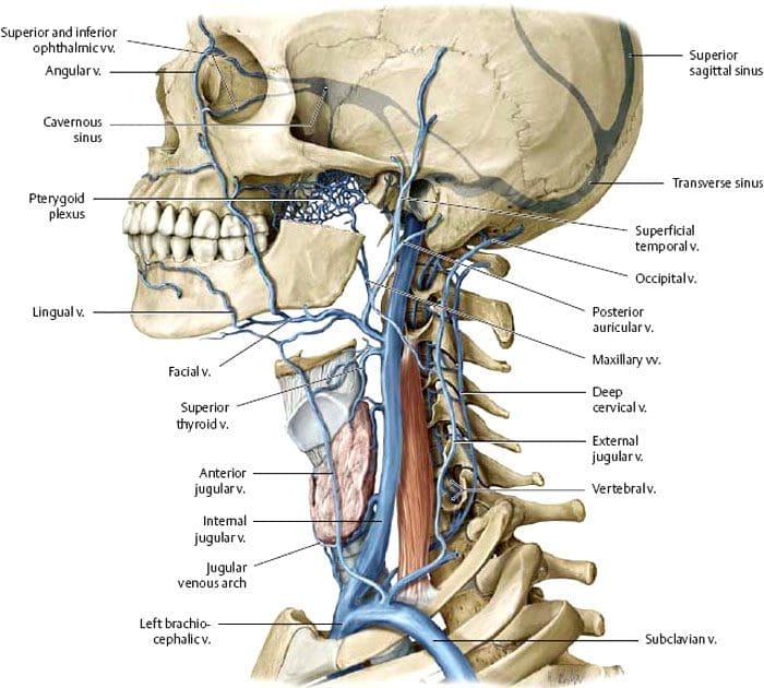 11860 Vista Del Sol, Ste. 128 Cervicogenic Headaches Underlying Triggers