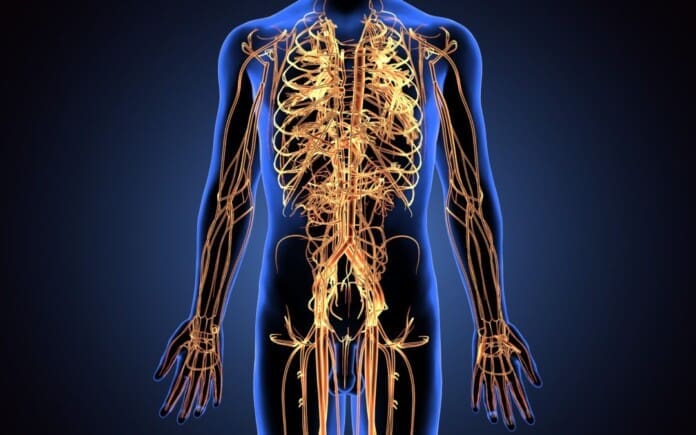 3d illustration of human body nerves system